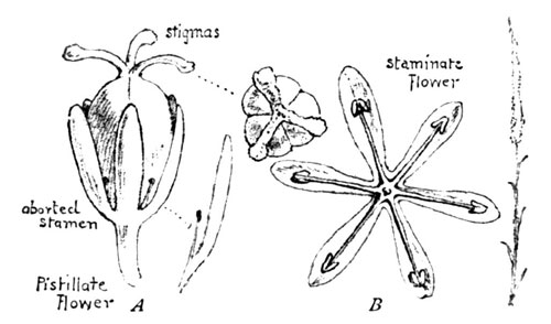 Fig. 8. Devil's-bit