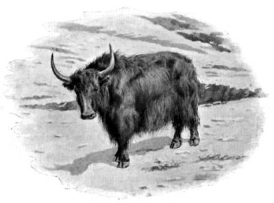 A Black Yak