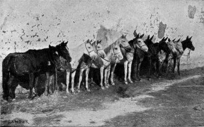 Some of Author's Pack Animals.