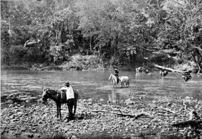 Author's Troop of Animals wading across a Shallow Stream.