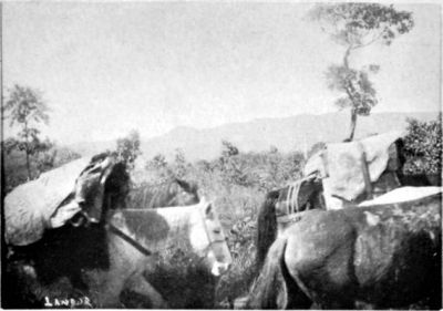 Brazilian Pack-saddles.