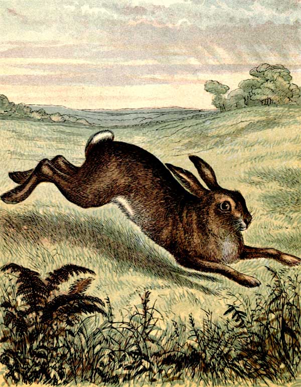 Hare