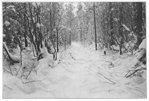 A pleasant woodland trail.