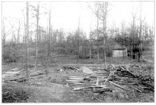 Land littered with tree trunks on the ground