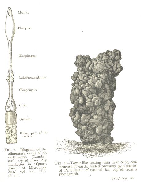 Fig. 1: Diagram of the alimentary canal of an earth-worm.  Fig. 2: Tower-like casting from near Nice