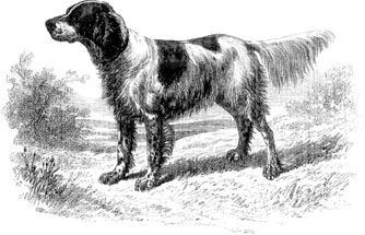 Black and white setter