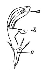 LABIATE PLANT. a. Stamens. b. Corolla. c. Calyx.