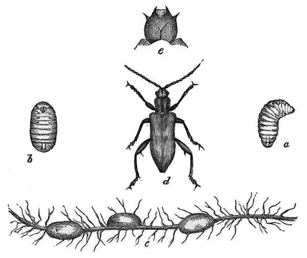 DONACIA.  a, b. Larvæ, nat. size. c. Cocoons on root, nat. size. d. Beetle, slightly magnified, e. Head of larva.