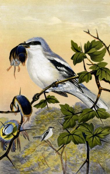 GREAT GREY SHRIKE, OR BUTCHER BIRD, WITH ITS VICTIMS—SHREWS AND BLUE TITMOUSE.