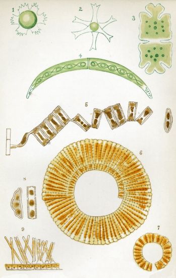 FRESH-WATER ALGÆ, DESMIDEÆ, AND DIATOMACEÆ.  All highly magnified.   1.—Staurastrum. 2.—Trigonocystis. 3.—Euastrum. 4.—Closterium. 5.—Diatoma. 6, 7.—Meridion. 8.—Eunotia. 9.—Exilaria. 