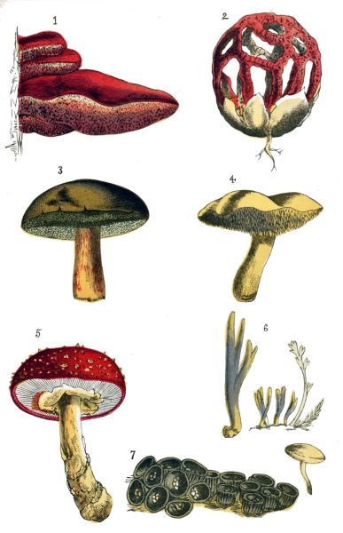 FUNGI.  1.—Beef-steak Fungus. 2.—Latticed Stinkhorn, (very rare.) 3.—Boletus. 4.—Hedgehog Mushroom. 5.—Fly Agaric. 6.—Clavaria. 7.—Bird's-nest Fungus; b, Sporangium of ditto, magnified. 