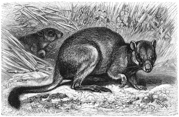 Opossumrat (Bettongia penicillata). 1/4 v. d. ware grootte.