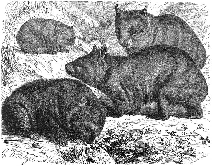 Tasmanische Wombat (Phascolomys ursinus) en Breedkoppige Wombat (Phascolimus latifrons). 1/8 v. d. ware grootte.