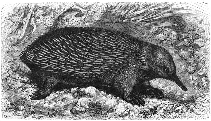 Australische Mierenegel (Echidna aculeata typica). 1/5 v. d. ware grootte.