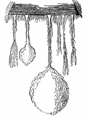 Fig. 5.—FORMS OF MOULD FUNGI FOUND IN THE BROWN-COAL MINES NEAR HALLE A. S.