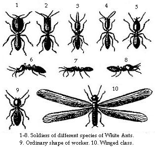 1-8. Soldiers of different species of White Ants.—9. Ordinary shape of worker.—10. Winged class.