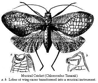 Musical Cricket (Chloorocoelus Tanana). a. b. Lobes of wing-cases transformed into a musical instrument.