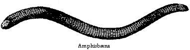 Amphisbæna.