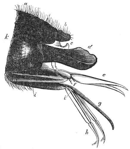 7. Mouth parts of a Humble Bee.