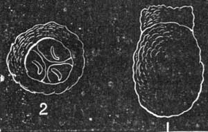 15. Cell and Eggs of Bombus.