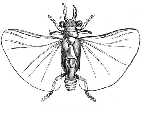 17. Male Stylops.