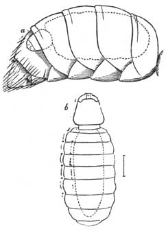 18. Female Stylops.