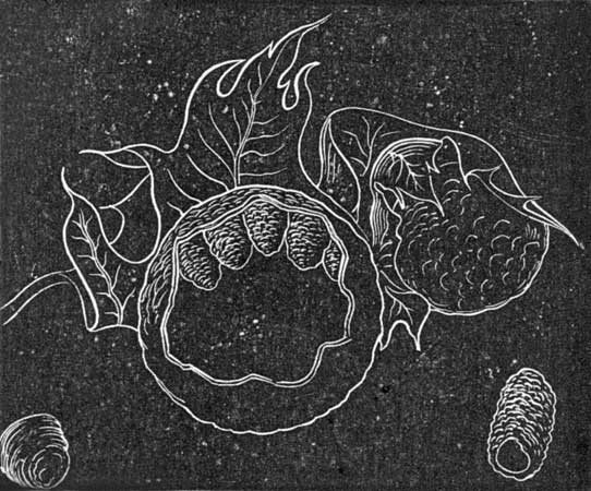 27. Nest of Osmia in a gall.