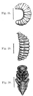  Fig. 29. Fig. 30. Fig. 31.