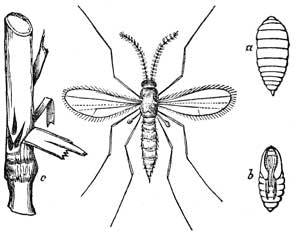 67. Hessian Fly and its Young.