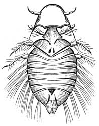 120. Antennæ of Goniodes.