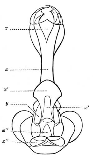 127. Under side of head of Diplax