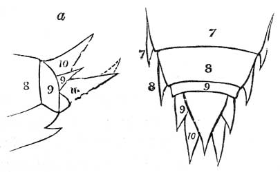 128. Abdominal valves; a, side view.