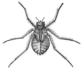 131. Pupa of Didymops?