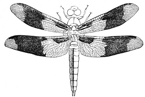 133. Libellula trimaculata, male.