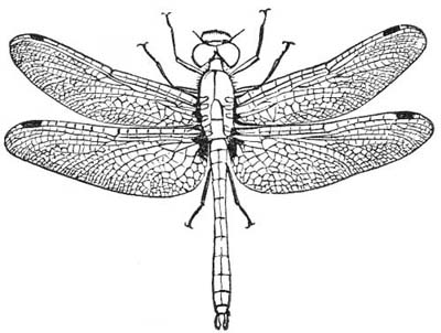 135. Diplax Berenice, male.