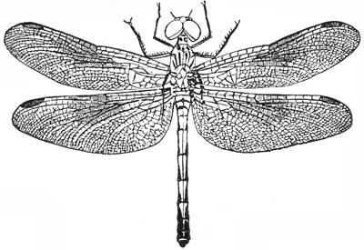 136. Diplax Berenice, female.