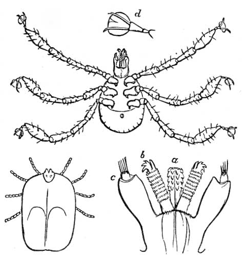 142. Ixodes albipictus and young.