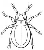 143. Egg-eating Mite.