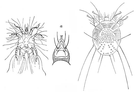 149. Mange Mite.