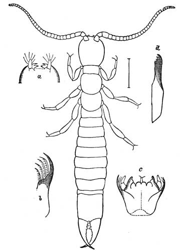 153. Japyx solifugus.