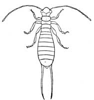 158. Larva of Forficula.