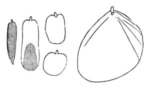 169. Scales of Tomocerus.