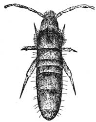 170. Lepidocyrtus.