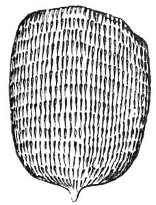 171. Scale of Lepidocyrtus.