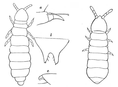 172. Achorutes. 173. Lipura fimetaria.