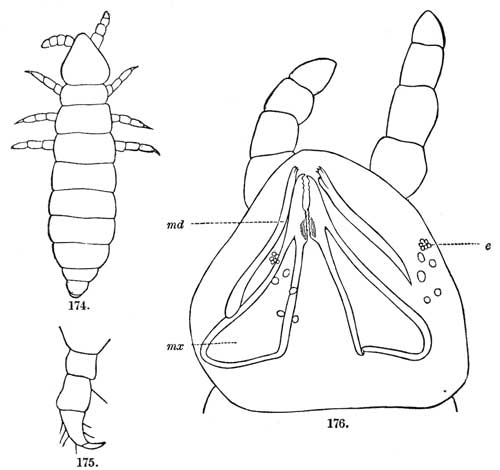 174. 176. 175. Anurida maritima.