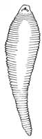 177. Pentastoma.