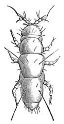 179. Young Pauropus.