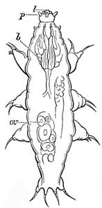 183. Tardigrade.