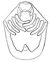 188. Embryo of Spider.